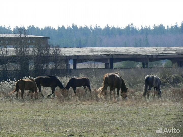 Лошади в аренду