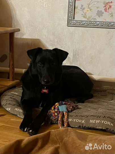 Трогательный воспитанный Мартин Есть видео