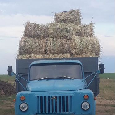 Продам сено в рулонах