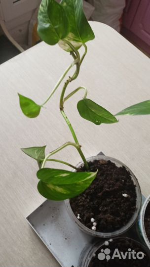 Сциндапсус золотистый