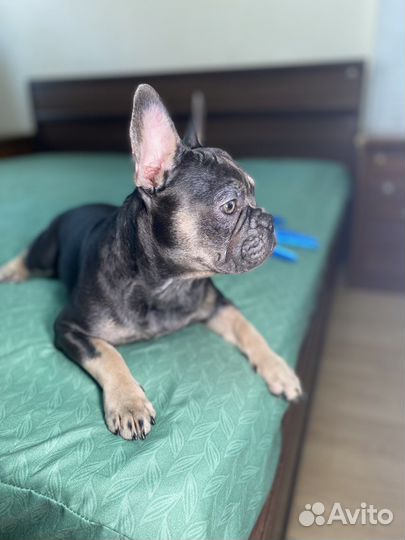 Французский бульдог