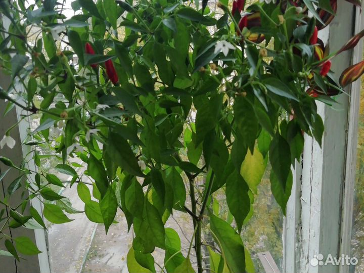 Перец. Декоративный. Комнат. Маленький горький