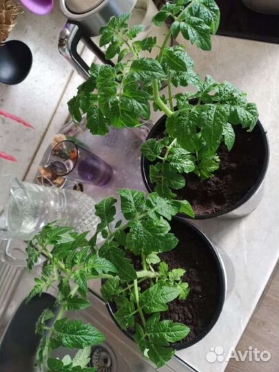 Рассада помидор для балкона и дачи