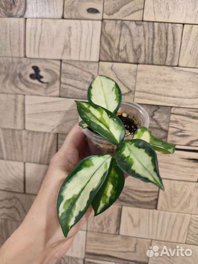 Хойя карноза триколор