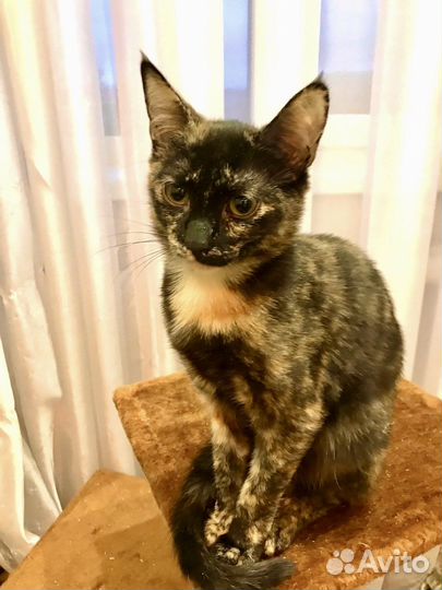 Рейчел ищет дом