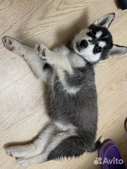 Щенки хаски