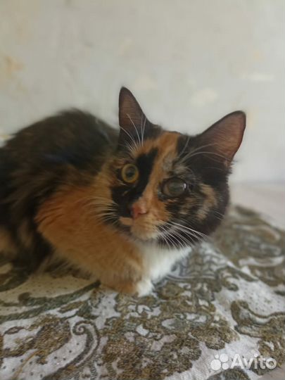Трехцветная кошка