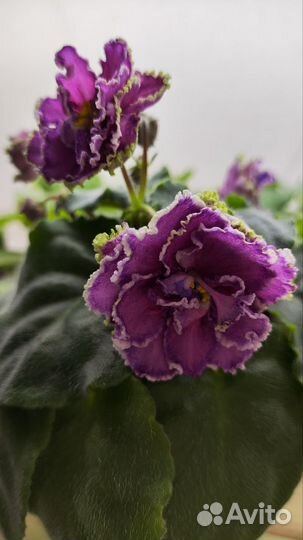 Фиалки сортовые