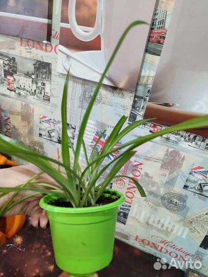 Домашние растения цветы