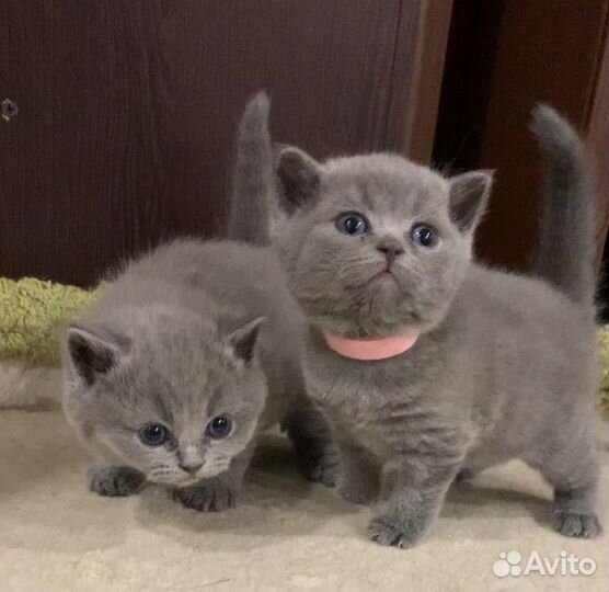 Британские котята