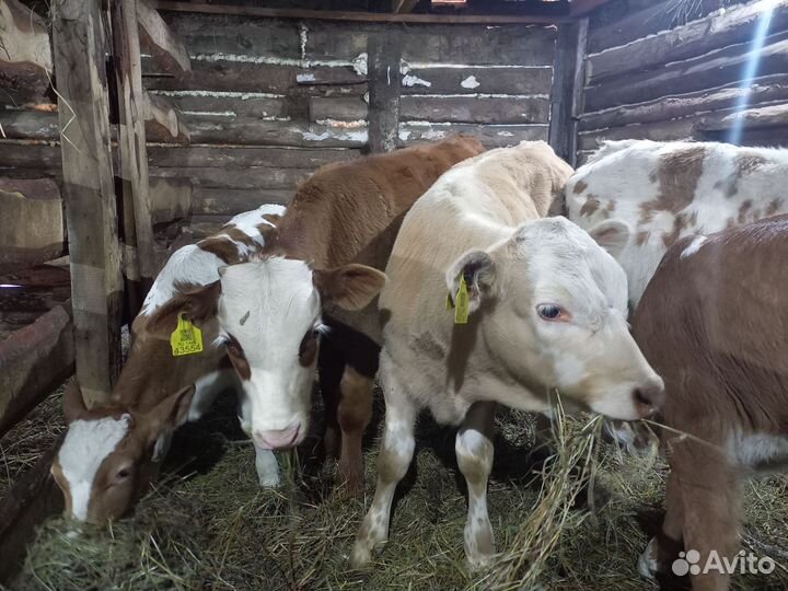 Бычки и быки