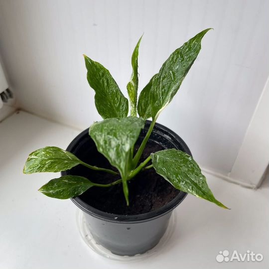 Спатифиллум домино пестролистный