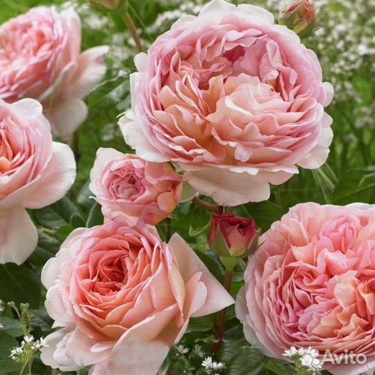 Саженцы роз