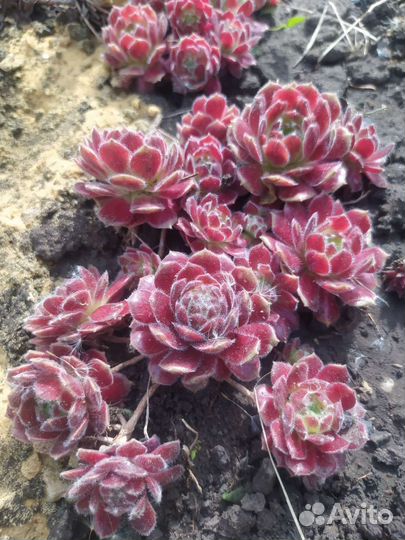 Многолетние растения для сада и дачи