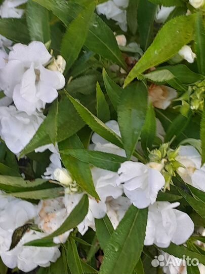 Бальзамин махровый