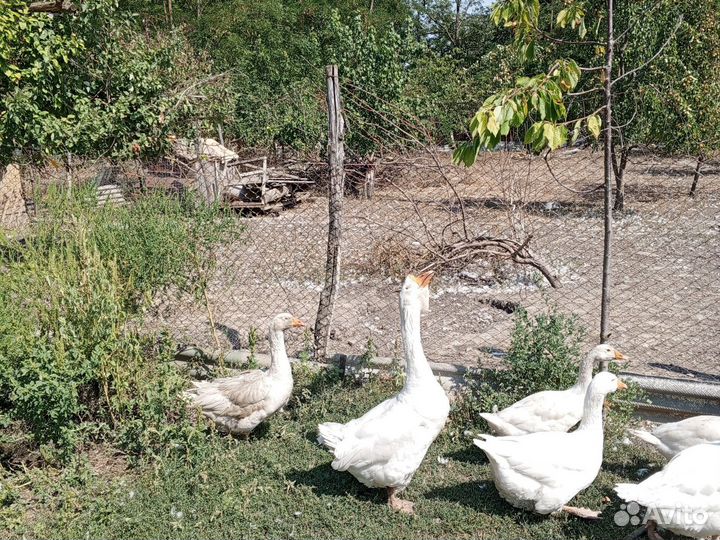 Холмогорские гуси