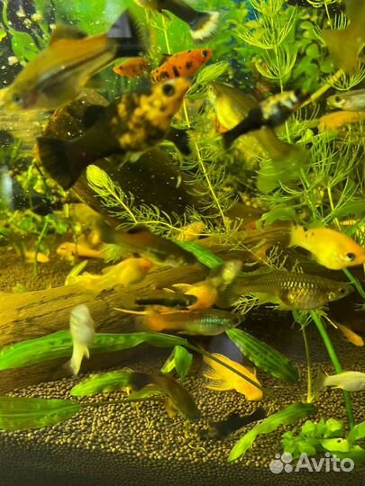 Аквариумные рыбки