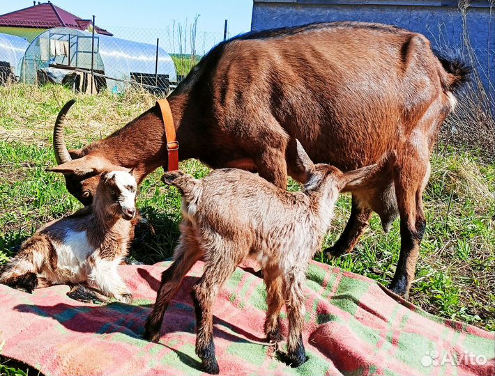 Козы Чешки, вислобрюхие вьетнамские поросята.Бронь