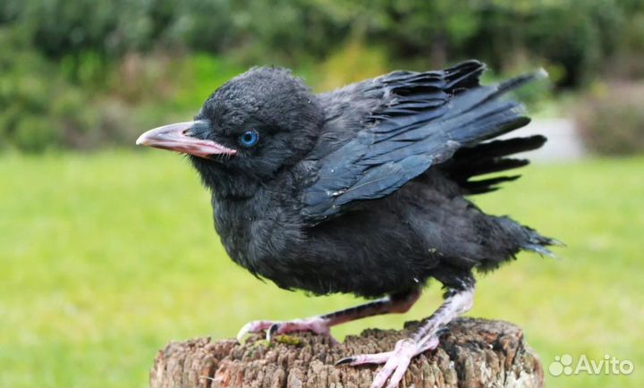 Выкорм птенцов