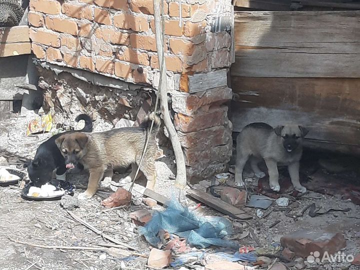 Щенки