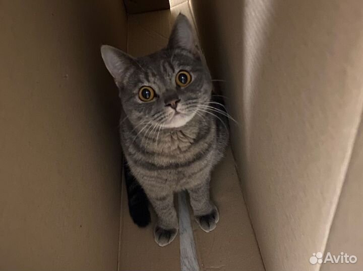 Кот Майот