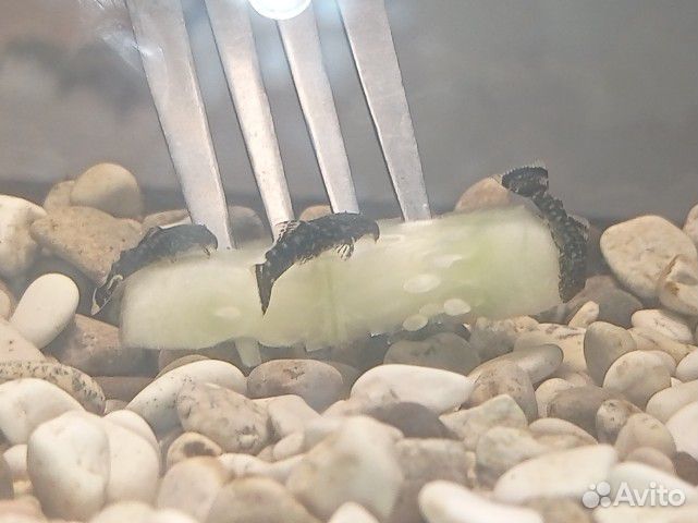 Сомики анциструсы малыши