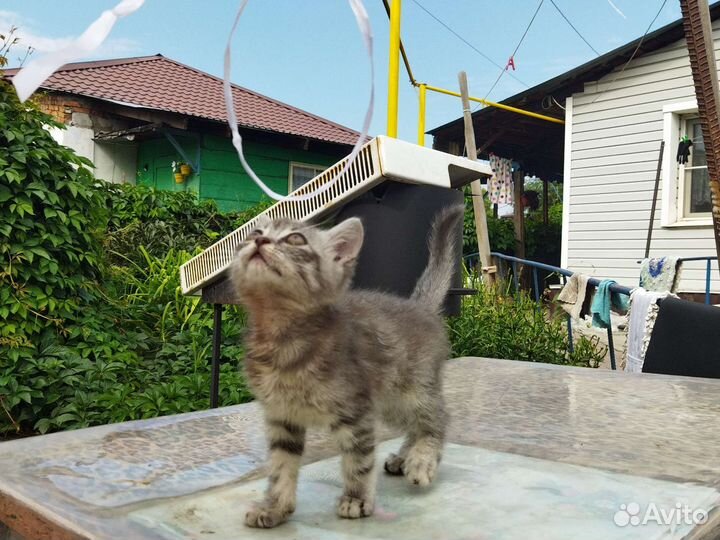 Котенок 2 месяца