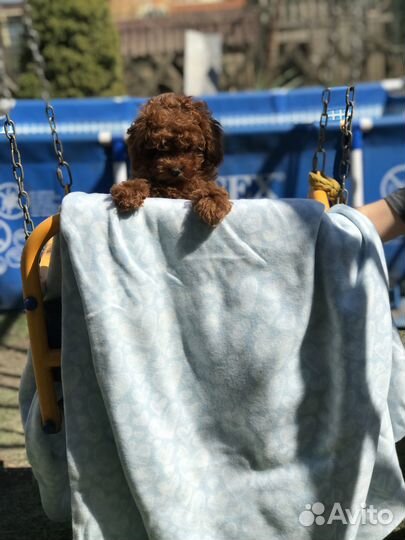 Пуделек тедди