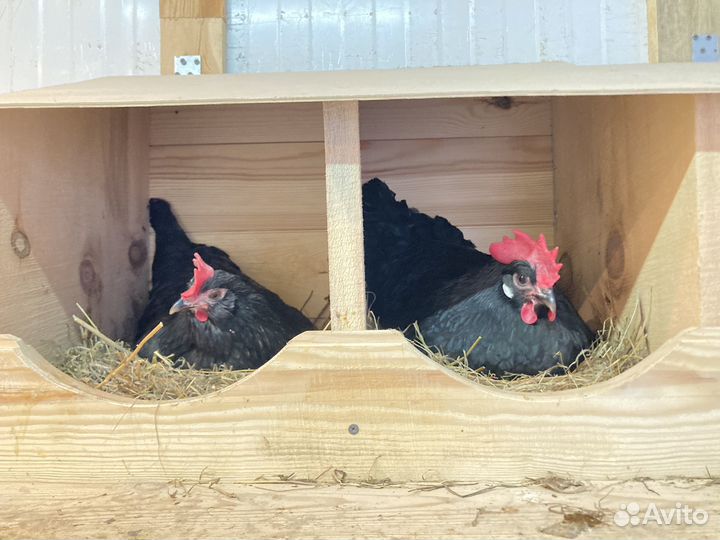 Инкубационное яйцо, цыплята