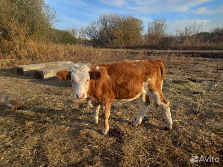 Домашние животные