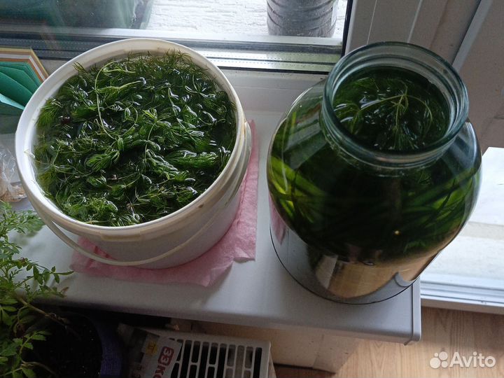 Роголистник