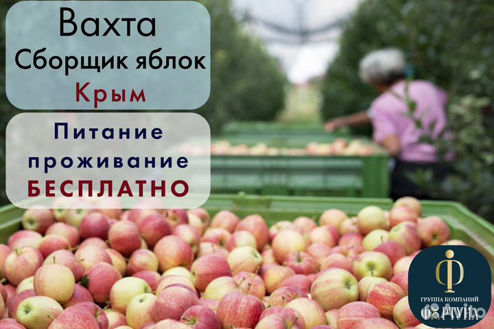 Сборщик яблок вахта с питанием Красногвардейское