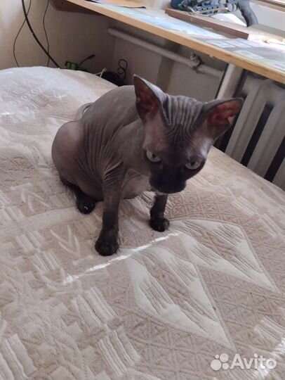 Канадский сфинкс бесплатно