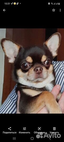 Вязка кобель чихуахуа