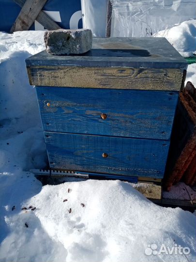 Улья и пчелы