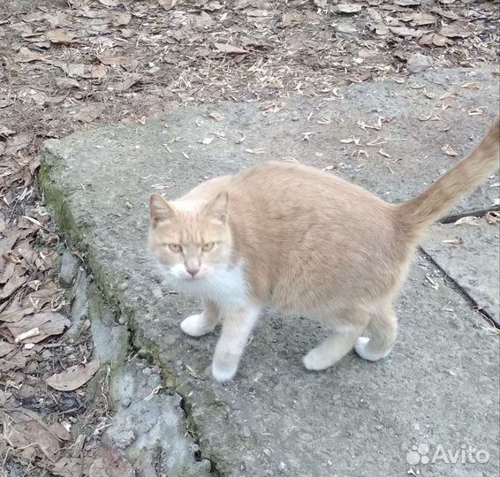 Мышеловка Сима (стерилизованная)