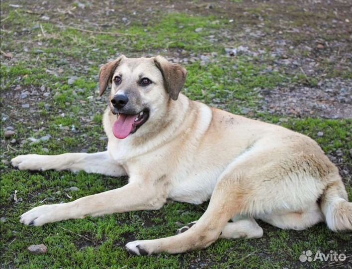 Собаки бесплатно