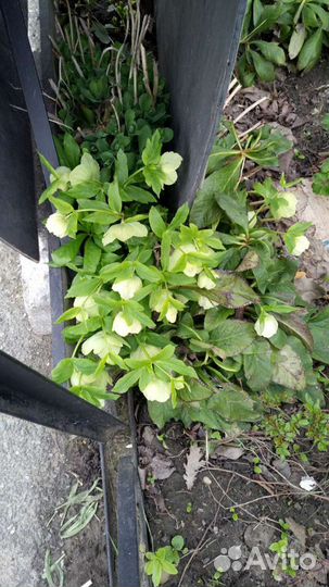 Саженцы персиков,ежевики,калины,малины и цветы