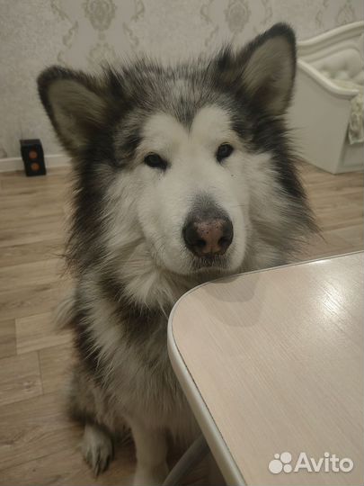 Аляскинский маламут вязка