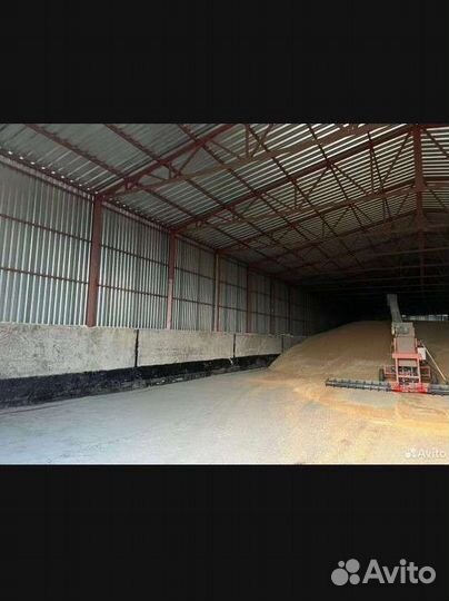 Ангар прямостенный