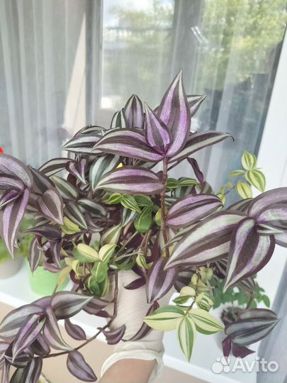 Традесканция