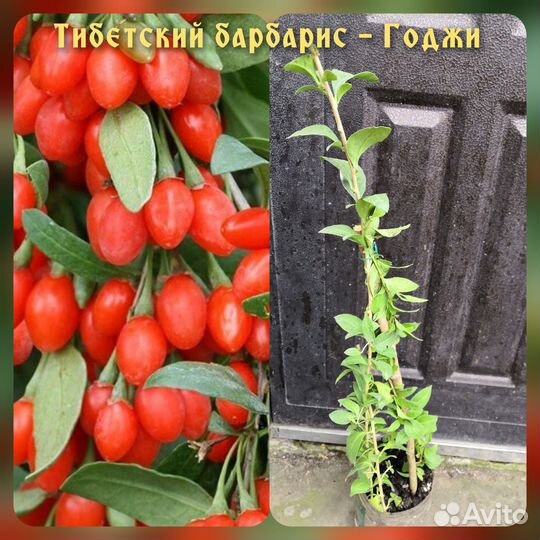 Штамбы,Клеродендрум, Посконник, Клопогон