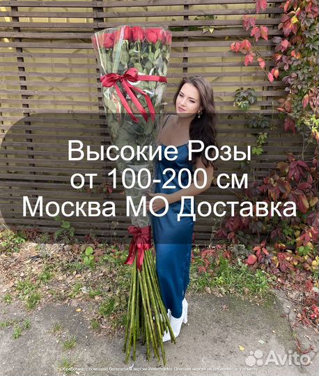 Высокие Розы Гигантские Метровые Москва