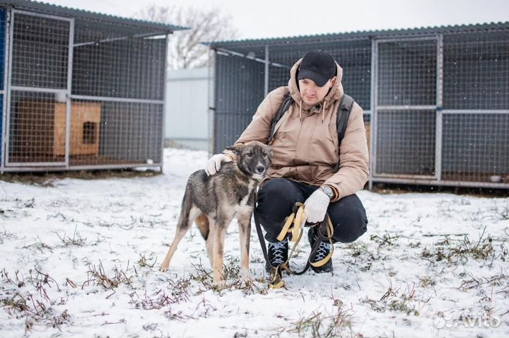 Собака в добрые руки отдам бесплатно
