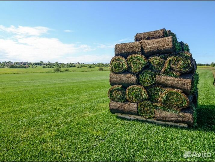 Рулонный газон под ключ Стандартный