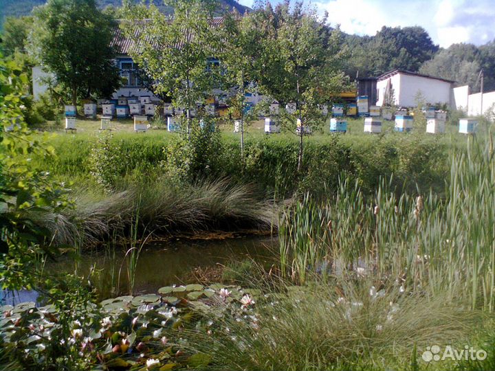 Пчелы. Пчелопакеты. Сушь