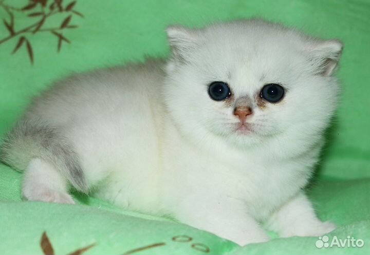 Серебристые британские шиншиллы