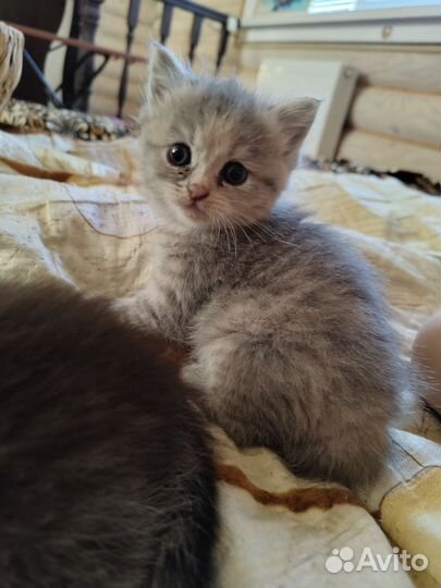 Персидские котята