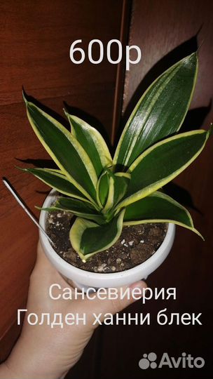 Сансевиерия сортовая