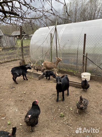 Камерунские козы